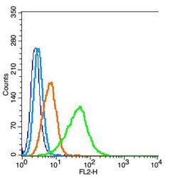 Nitrotyrosine Rabbit anti-Human, Polyclonal, Bioss 100 &mu;L; Unconjugated:Antibodies,