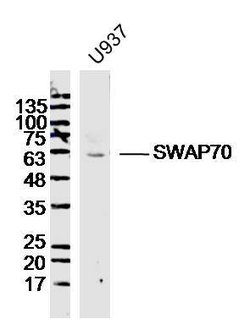 SWAP70 Rabbit anti-Human, Polyclonal, Bioss 100 &mu;L; Unconjugated:Antibodies,