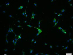 G1switch 2 Rabbit anti-Human, Polyclonal, Bioss 100 &mu;L; Unconjugated:Antibodies,
