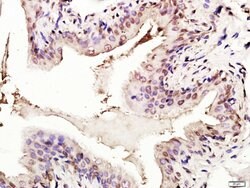 p53 FL-393 Rabbit anti-Human, Polyclonal, Bioss 100 &mu;L; Unconjugated:Antibodies,