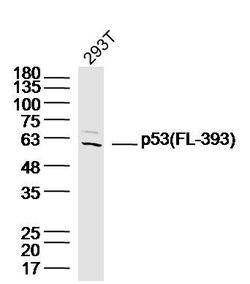 p53 FL-393 Rabbit anti-Human, Polyclonal, Bioss 100 &mu;L; Unconjugated:Antibodies,