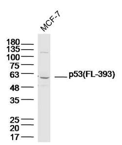 p53 FL-393 Rabbit anti-Human, Polyclonal, Bioss 100 &mu;L; Unconjugated:Antibodies,