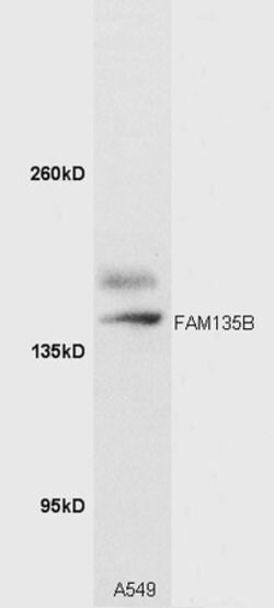 FAM135B Rabbit anti-Human, Polyclonal, Bioss 100 &mu;L | Buy Online | Bioss | Fisher Scientific