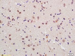 RGC32 Rabbit anti-Human, Polyclonal, Bioss 100 &mu;L; Unconjugated:Antibodies,