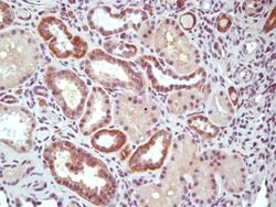 RGC32 Rabbit anti-Human, Polyclonal, Bioss 100 &mu;L; Unconjugated:Antibodies,