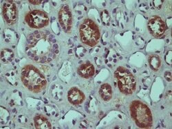 RGC32 Rabbit anti-Human, Polyclonal, Bioss 100 &mu;L; Unconjugated:Antibodies,