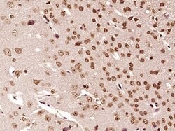 AKIRIN2 Rabbit anti-Human, Polyclonal, Bioss 100 &mu;L; Unconjugated:Antibodies,