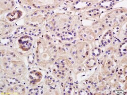 TRIM41 Rabbit anti-Human, Polyclonal, Bioss 100 &mu;L; Unconjugated:Antibodies,