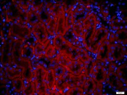 IGSF9 Rabbit anti-Human, Polyclonal, Bioss 100 &mu;L; Unconjugated:Antibodies,