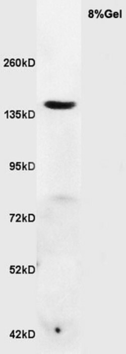 RNF123 Rabbit anti-Human, Polyclonal, Bioss 100 &mu;L; Unconjugated:Antibodies,