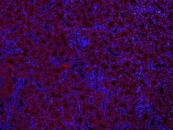 MUL1 Rabbit anti-Human, Polyclonal, Bioss 100 &mu;L | Buy Online | Bioss | Fisher Scientific