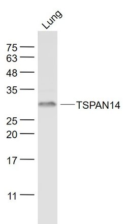 TSPAN14 Rabbit anti-Human, Polyclonal, Bioss 100 &mu;L; Unconjugated:Antibodies,