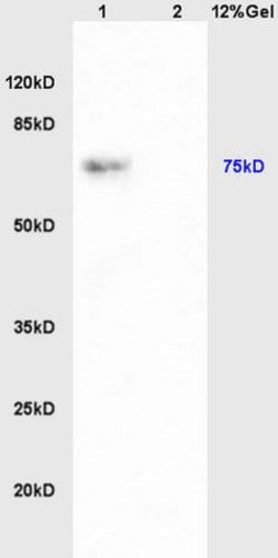 PAPOL A+B+G Rabbit anti-Human Mouse Rat, Polyclonal, Bioss 100 &mu;L | Buy Online | Bioss | Fisher Scientific
