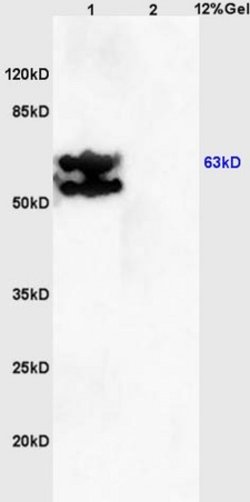 AMPK gamma 1/2/3 Rabbit anti-Human, Polyclonal, Bioss 100 &mu;L; Unconjugated:Antibodies,