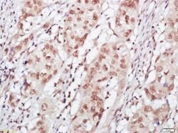 FOG1 Rabbit anti-Human, Polyclonal, Bioss 100 &mu;L; Unconjugated:Antibodies,