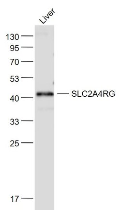 SLC2A4RG Rabbit anti-Human, Polyclonal, Bioss 100 &mu;L; Unconjugated:Antibodies,