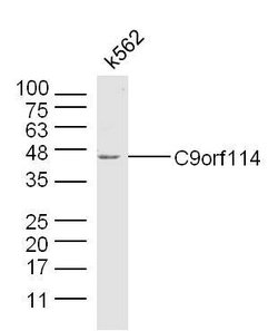 C9orf114 Rabbit anti-Human, Polyclonal, Bioss 100 &mu;L; Unconjugated:Antibodies,