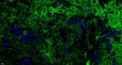 Factor H Rabbit anti-Human, Polyclonal, Bioss 100 &mu;L; Unconjugated:Antibodies,