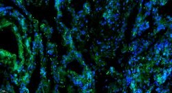Factor H Rabbit anti-Human, Polyclonal, Bioss 100 &mu;L; Unconjugated:Antibodies,