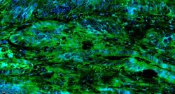 Factor H Rabbit anti-Human, Polyclonal, Bioss 100 &mu;L; Unconjugated:Antibodies,