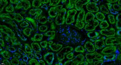 Factor H Rabbit anti-Human, Polyclonal, Bioss 100 &mu;L; Unconjugated:Antibodies,