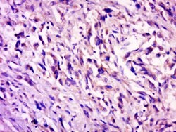 C7orf27 Rabbit anti-Human, Polyclonal, Bioss 100 &mu;L; Unconjugated:Antibodies,