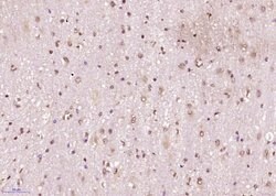 Phospho-SRF (Ser77) Rabbit anti-Human, Polyclonal, Bioss 100 &mu;L; Unconjugated:Antibodies,