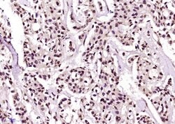Phospho-SRF (Ser77) Rabbit anti-Human, Polyclonal, Bioss 100 &mu;L; Unconjugated:Antibodies,