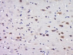 C17orf42 Rabbit anti-Human, Polyclonal, Bioss 100 &mu;L; Unconjugated:Antibodies,