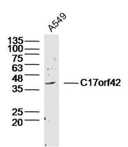 C17orf42 Rabbit anti-Human, Polyclonal, Bioss 100 &mu;L; Unconjugated:Antibodies,