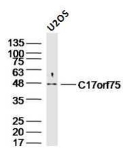 C17orf75 Rabbit anti-Human, Polyclonal, Bioss 100 &mu;L; Unconjugated:Antibodies,