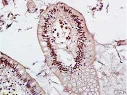 MEL18 Rabbit anti-Human, Polyclonal, Bioss 100 &mu;L; Unconjugated:Antibodies,