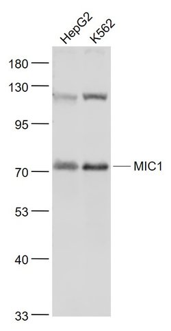 MIC1 Rabbit anti-Human, Polyclonal, Bioss 100 &mu;L; Unconjugated:Antibodies,