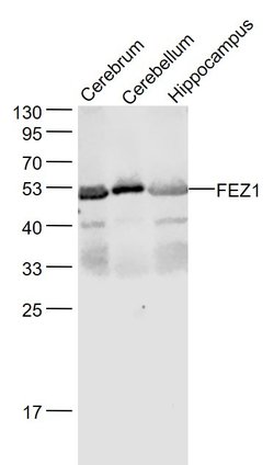 FEZ1 Rabbit anti-Human, Polyclonal, Bioss 100 &mu;L; Unconjugated:Antibodies,