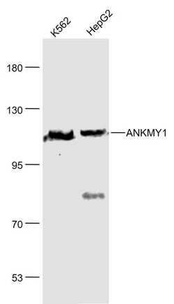 ANKMY1 Rabbit anti-Human, Polyclonal, Bioss 100 &mu;L; Unconjugated:Antibodies,