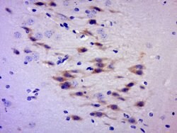 C2orf55 Rabbit anti-Human, Polyclonal, Bioss 100 &mu;L; Unconjugated:Antibodies,