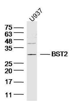 BST2/CD317 Rabbit anti-Human, Polyclonal, Bioss 100 &mu;L; Unconjugated:Antibodies,