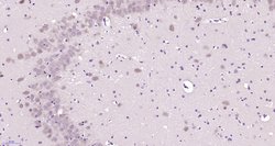 PAFAHG Rabbit anti-Human, Polyclonal, Bioss 100 &mu;L; Unconjugated:Antibodies,