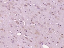 C12ORF50 Rabbit anti-Human, Polyclonal, Bioss 100 &mu;L; Unconjugated:Antibodies,