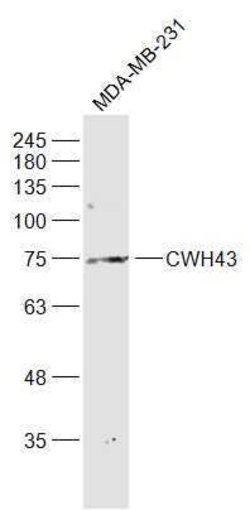CWH43 Rabbit anti-Human, Polyclonal, Bioss 100 &mu;L; Unconjugated:Antibodies,