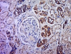 C21orf70 Rabbit anti-Human, Polyclonal, Bioss 100 &mu;L; Unconjugated:Antibodies,