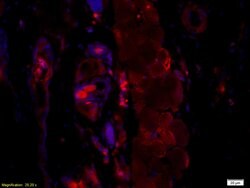 HBsAg Mouse anti-Human, Clone: H2F4, Bioss 100 &mu;L; Unconjugated:Antibodies,