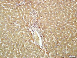 Transferrin Mouse anti-Human, Clone: 1F10, Bioss 100 &mu;L; Unconjugated:Antibodies,