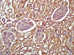Transferrin Mouse anti-Human, Clone: 1F10, Bioss 100 &mu;L; Unconjugated:Antibodies,