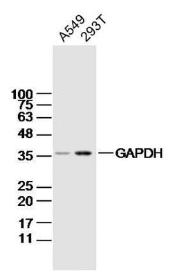 GAPDH Mouse anti-Human, Clone: 4F8, Bioss 100 &mu;L; Unconjugated:Antibodies,