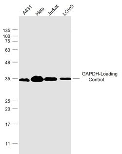 GAPDH Mouse anti-Human, Clone: 4F8, Bioss 100 &mu;L; Unconjugated:Antibodies,
