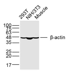 beta-Actin Monoclonal Antibody (1A2), Bioss 100 &mu;L | Buy Online | Bioss | Fisher Scientific