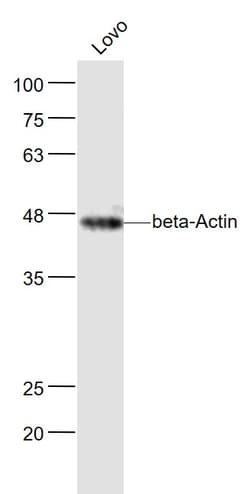 beta-Actin Monoclonal Antibody (1A2), Bioss 100 &mu;L | Buy Online | Bioss | Fisher Scientific