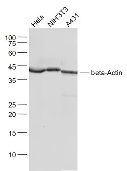 beta-Actin Monoclonal Antibody (1A2), Bioss 100 &mu;L | Buy Online | Bioss | Fisher Scientific