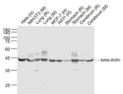 beta-Actin Monoclonal Antibody (1A2), Bioss 100 &mu;L | Buy Online | Bioss | Fisher Scientific